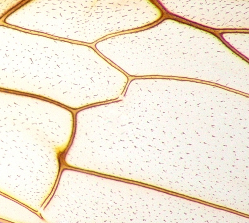 Dried wing of a bee