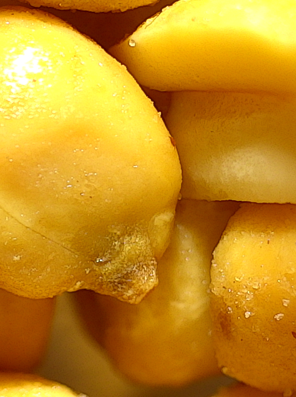 Orkla Kims TAGARNO using a digital microscope to analyze peanut color