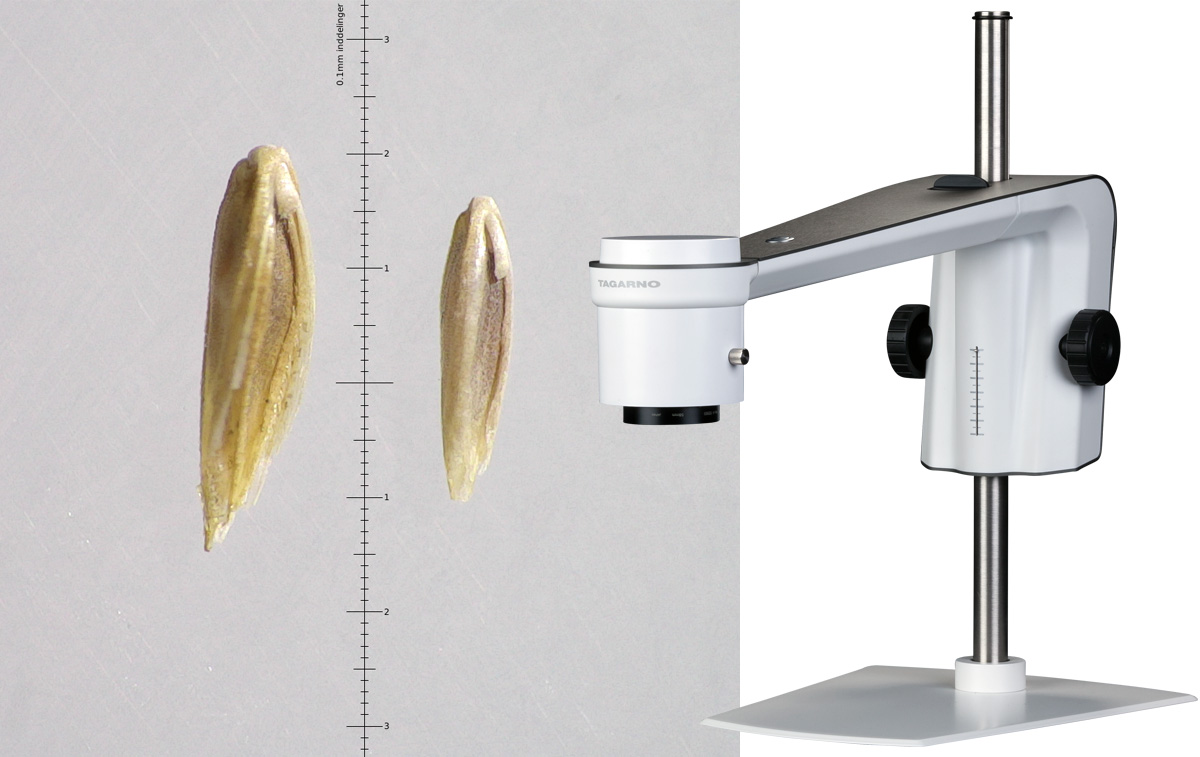 Analyzing grass seed screen digital camera microscope Tagarno